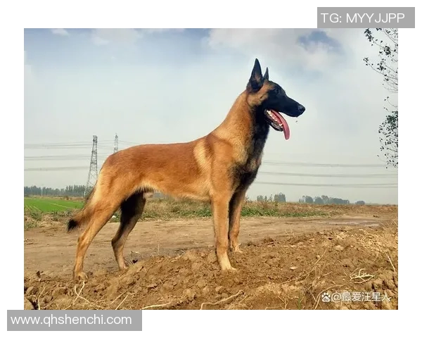 足球明星犬价格揭秘你想知道的明星犬种类与市场行情分析